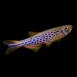 Danio Frankei 3cm