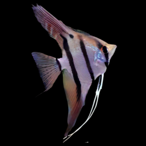 Dantum Angelfish Pterophyllum Scalare 5cm