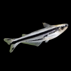 Debawi Catfish Pareutropius Buffei 5cm