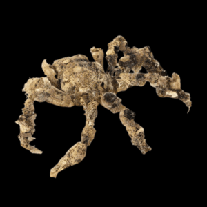 Decorator Crab Camposcia Retusa