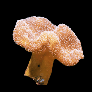Deep Ridge Toadstool Soft Coral Sarcophyton Sp