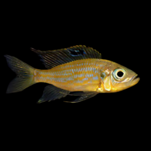 Dewindt's Cichlid Aulonocranus Dewindti 5cm