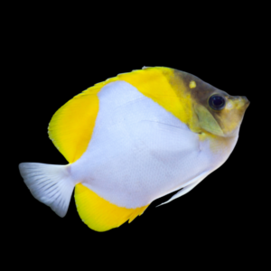 Diamond Butterfly Fish Hemitaurichthys Polylepis