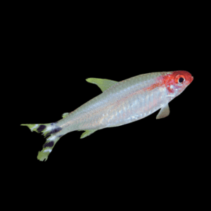 Platinum Diamond Rummy Nose Tetra Hemigrammus Rhodostomus 2cm