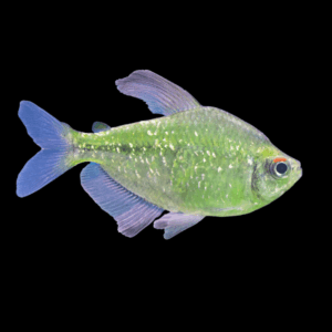 A1 Tetra 50 x Diamond Tetra Moenkhausia Pittieri 2cm