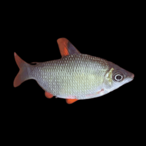 Distichodus Affinis Lefini 5cm