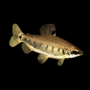 Distichodus Decemmaculatus 5cm