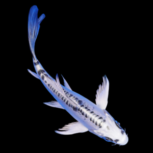 Doitsu Utsuri Butterfly Grade A Koi Carp Cyprinus Carpio