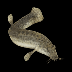 Weather Dojo Loach Misgurnus Anguillicaudatus 6cm