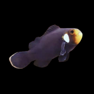 Domino Clownfish Amphiprion Ocellaris