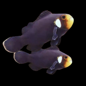 Domino Clownfish Amphiprion Ocellaris Pair