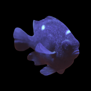 Domino Damsel Chromis Dascyllus Trimaculatus