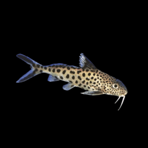 Dotted Catfish Synodontis Multimaculatus 5cm