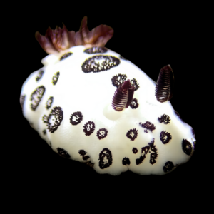 Dotted Nudibranch Jorunna Funebris