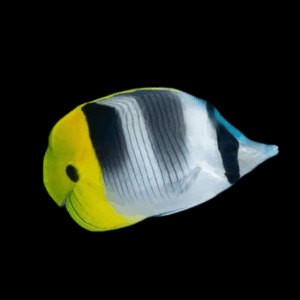 Double Saddleback Butterfly Fish Chaetodon Ulientensis