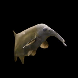 Double Trunk Elephant Nose Campylomormyrus Elephas 10cm