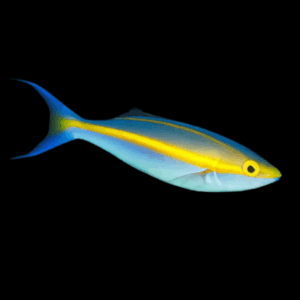 Double Whiptail Banana Fish Pentapodus Emeryii