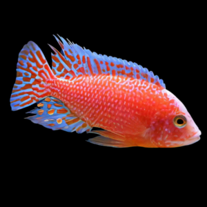 Aulonocara Dragon Blood Fire Fish Peacock Malawi African Cichlid