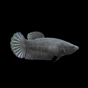 Dragon Scale Half Moon Betta Female Black 3cm