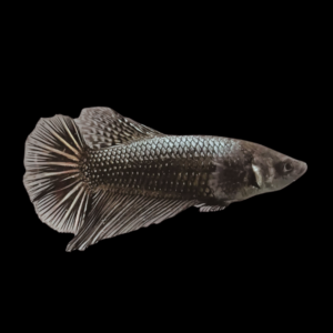 Dragon Scale Half Moon Betta Female Black Base 3cm