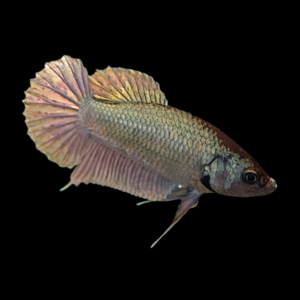 Dragon Scale Half Moon Betta Female Copper 3cm