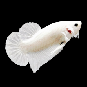 Dragon Scale Half Moon Betta Female Platinum 3cm
