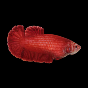 Dragon Scale Half Moon Betta Female Red 3cm