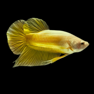 Dragon Scale Half Moon Betta Female Yellow Base 3cm