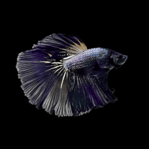 Dragon Scale Half Moon Betta Male Black 3cm