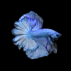 Dragon Scale Half Moon Betta Male Blue 3cm