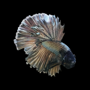 Dragon Scale Half Moon Betta Male Copper 3cm