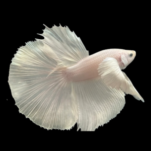 Dragon Scale Half Moon Betta Male Platinum 3cm