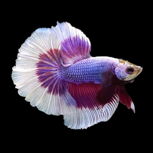 Dragon Scale Half Moon Betta Male Purple Base 3cm