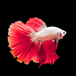Dragon Scale Half Moon Betta Male Red Base 3cm