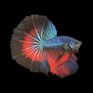 Dragon Scale Half Moon Betta Male Tri Colour 3cm