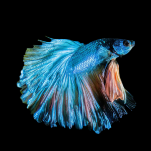 Dragon Scale Half Moon Betta Male Turquoise 3cm