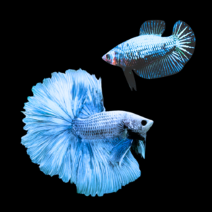 Premium Betta Pair Male & Female Dragon Blue Based 3cm