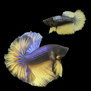 Dragon Scale Half Moon Betta Pair Male & Female Mustard Gas 3cm