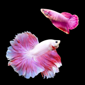 Premium Betta Pair Male & Female Dragon Pink Based 3cm