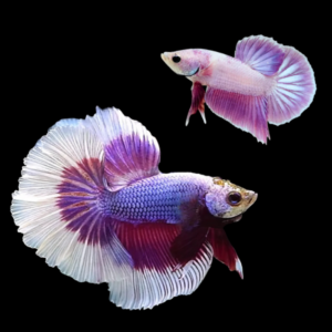 Premium Betta Pair Male & Female Dragon Purple Based 3cm