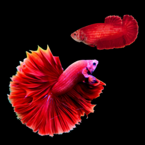 Dragon Scale Half Moon Betta Pair Male & Female Red 3cm