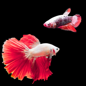 Premium Betta Pair Male & Female Dragon Red Based 3cm