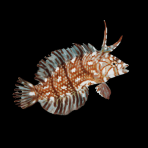 Dragon Wrasse Novaculichthys Taeniourus