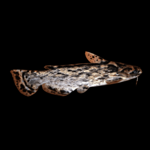 Driftwood Catfish Trachelyopterus Galeatus 8cm