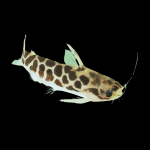 Driftwood Mottled Wood Catfish Centromochlus Perugiae 6cm