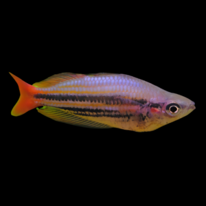 Drysdale River Red Tail Rainbow Fish Melanotaenia Australis 5cm