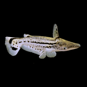 Duckbill Catfish Ageneiosus Magoi 15cm