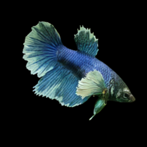 Dumbo Betta Female Blue 3cm