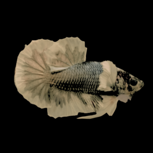 Dumbo Betta Female Copper 3cm