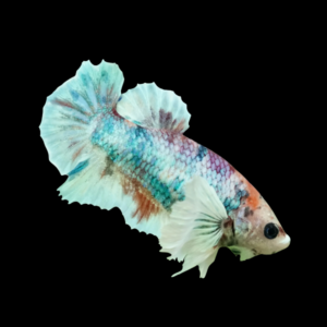 Dumbo Betta Female Green Base 3cm